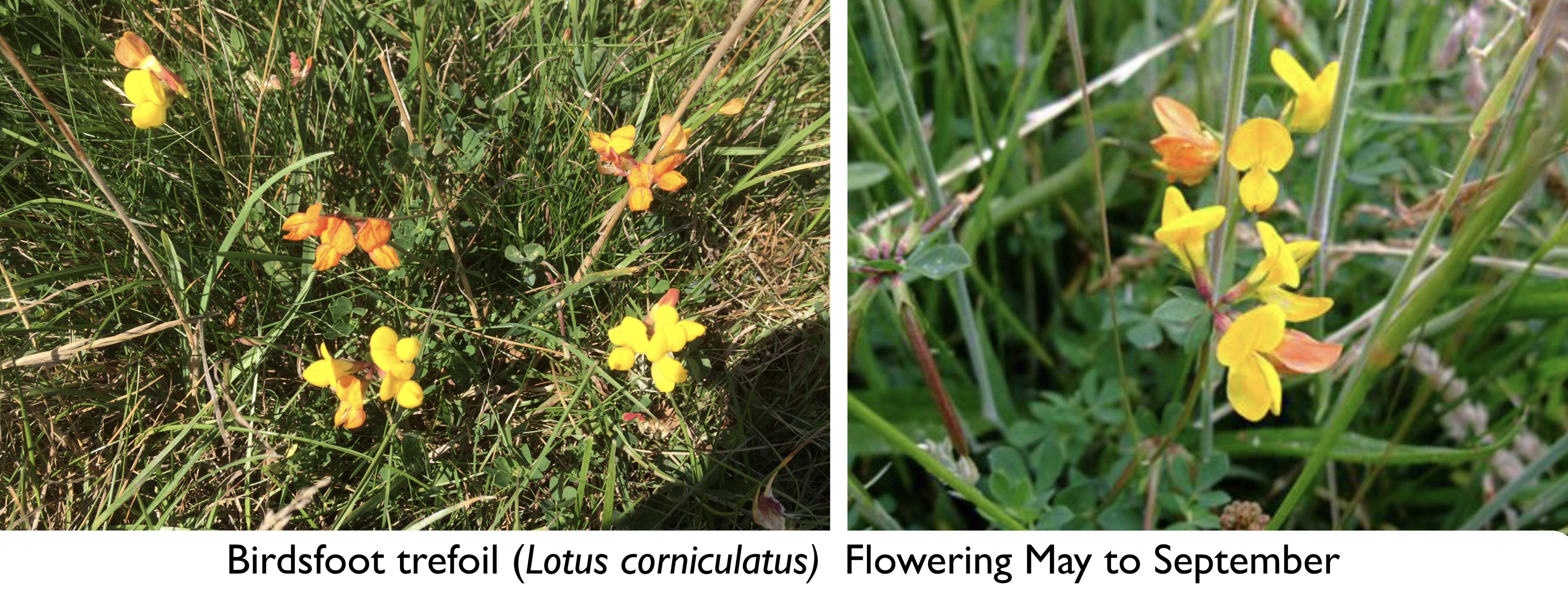 Birdsfoot Trefoil