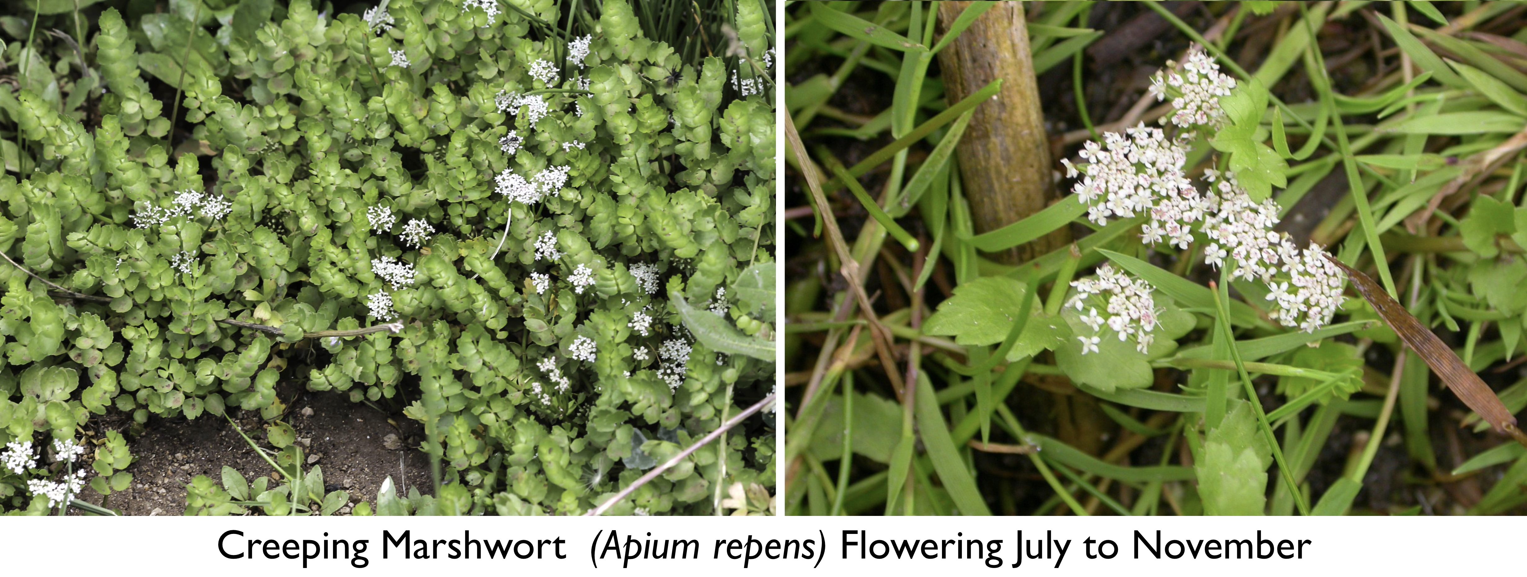 Creeping Marshwort Montage