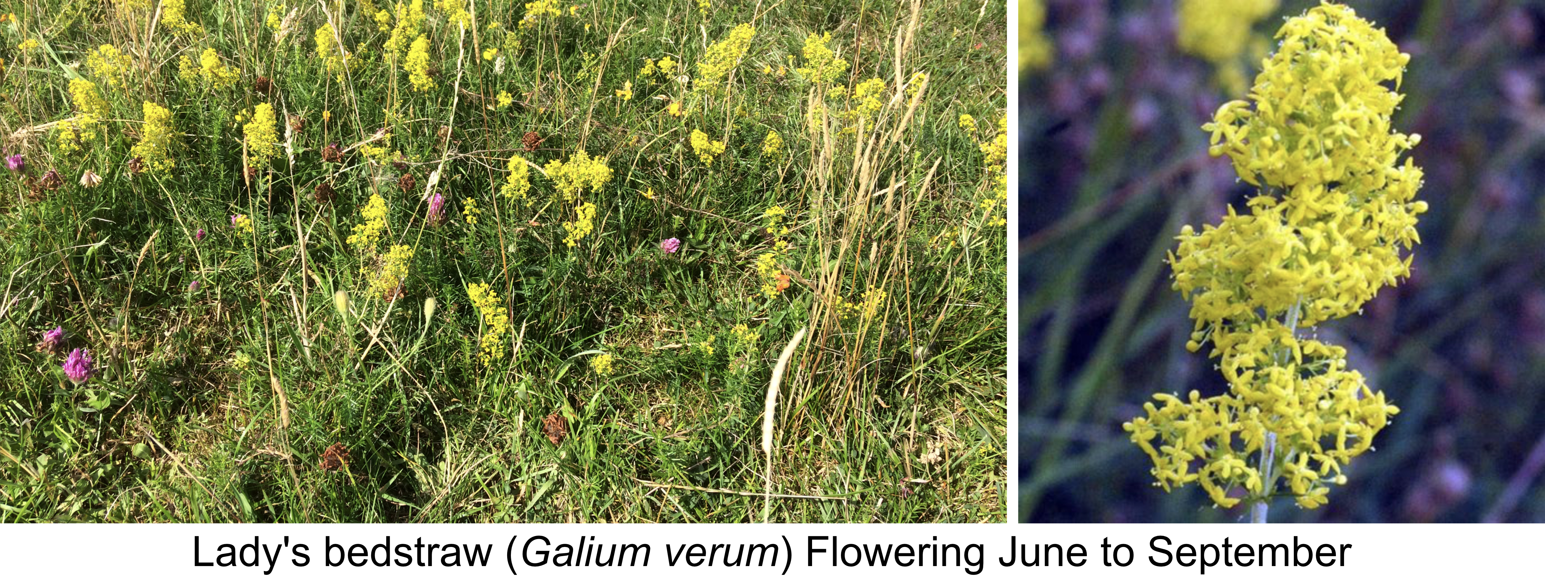 Lady's Bedstraw