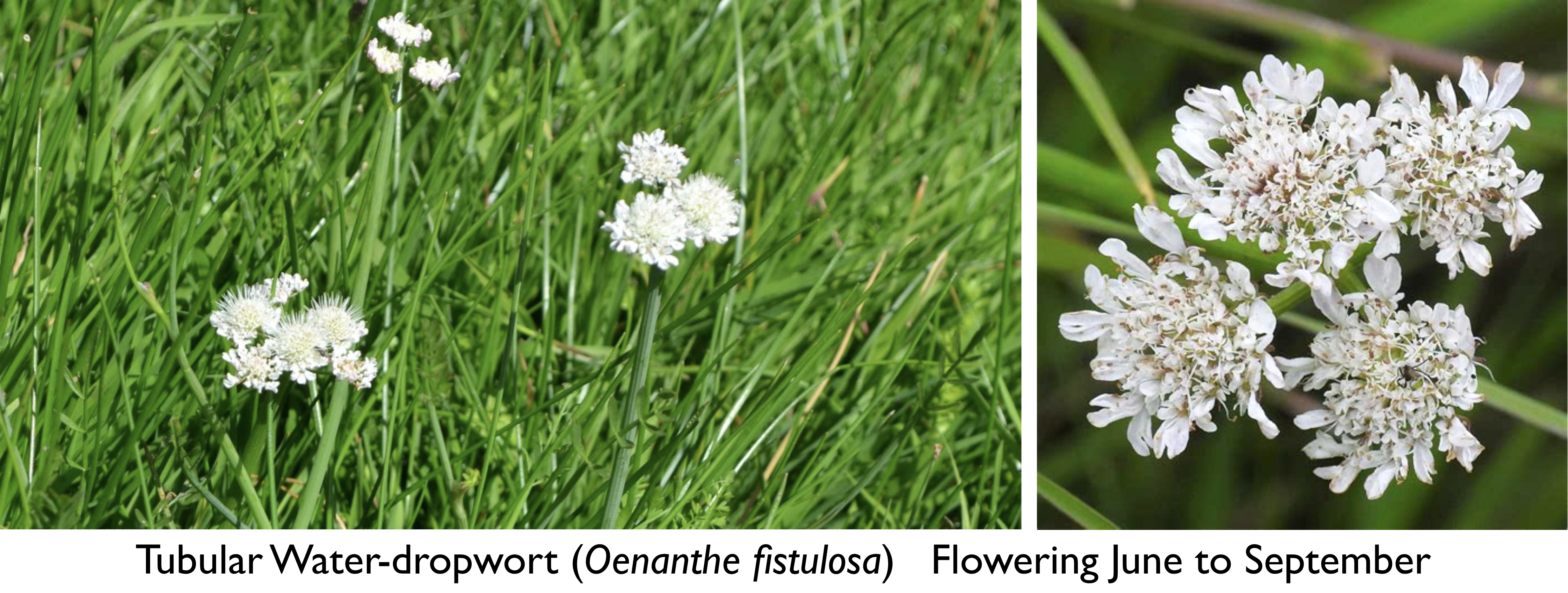 Tubular Water Dropwort