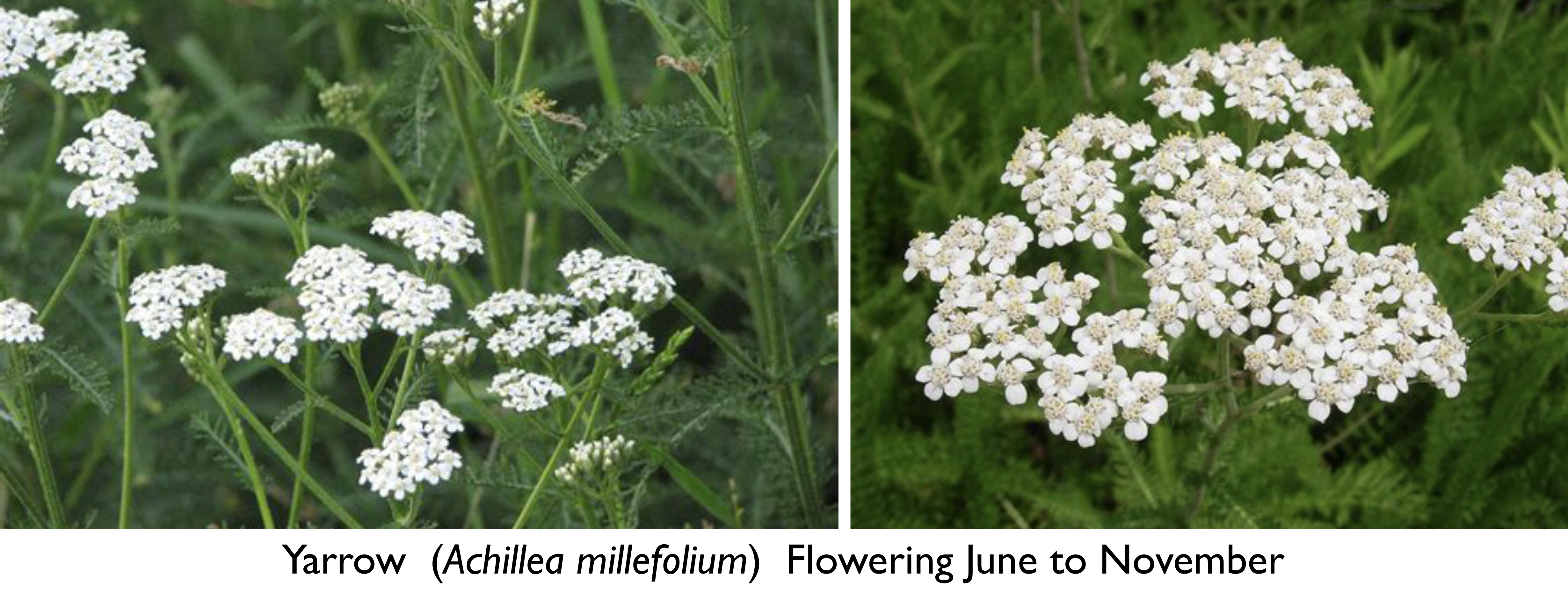 Yarrow