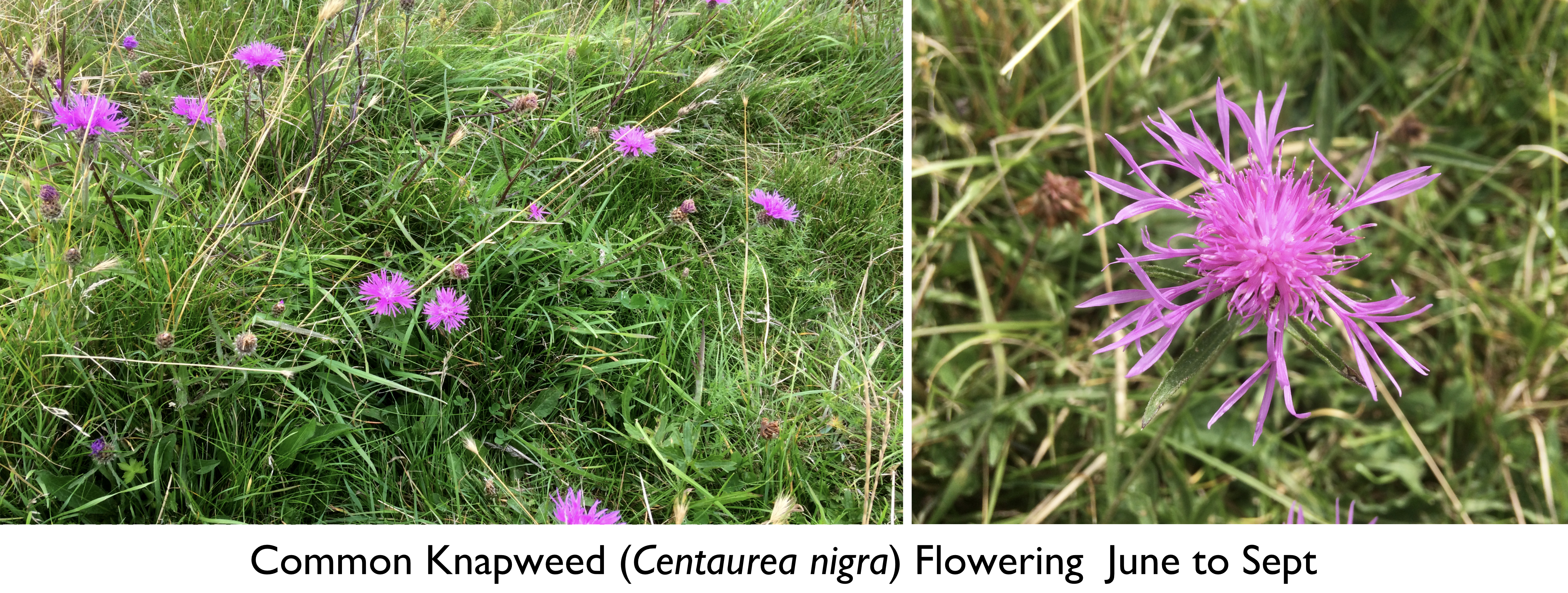 Creeping Marshwort Montage