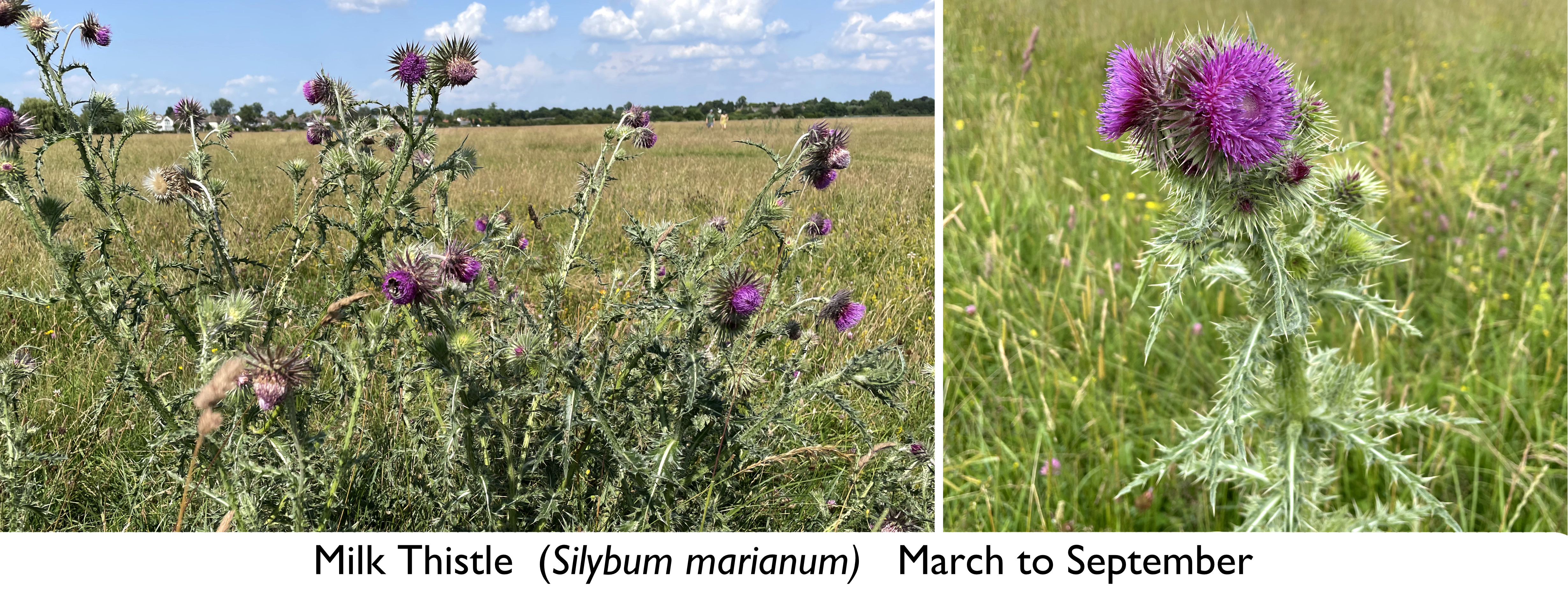 Creeping Marshwort Montage