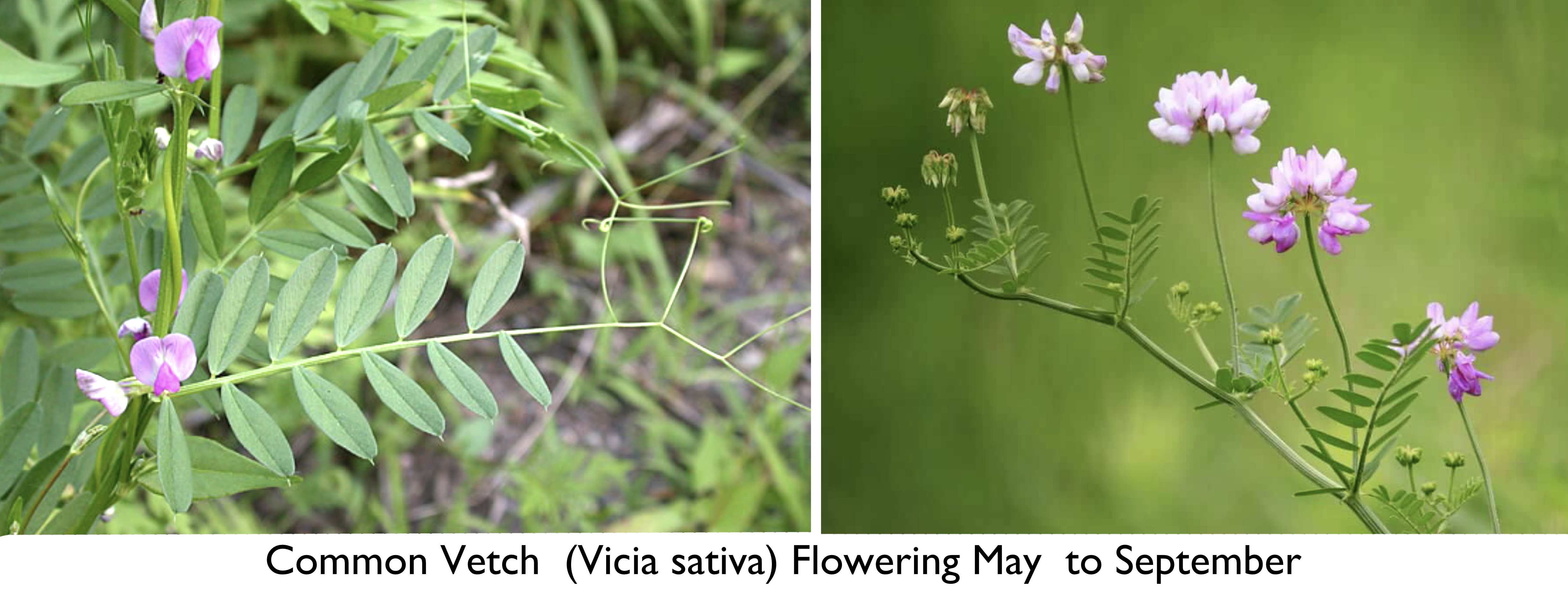 Creeping Marshwort Montage